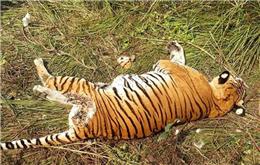 पाटेबाघको अस्थिपञ्जर फेला