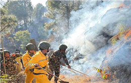 पाल्पामा डढेलोले सखाप हुँदै जङ्गल