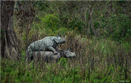 रतिरागमा मर्छन गैंडा