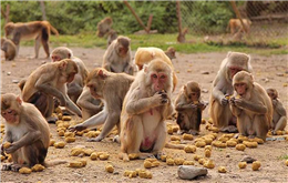 बाँदरबाट अन्नबाली जोगाउने नयाँ काइदा