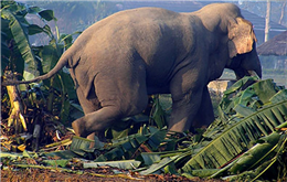 हात्तीको आक्रमणबाट बर्दियामा महिलाको मृत्यु