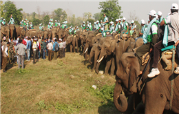 गैँडा गणना सकियो, शनिबार नतिजा सार्वजनिक गरिंदै