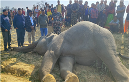 करेन्ट लगाएर हात्ती मारिँदा मुकदर्शक छन् सरकारी निकाय