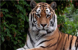 चितवनमा बाघको आक्रमणबाट एक जनाको मृत्यु