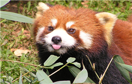 रेडपाण्डा सिकारी कारागार चलान