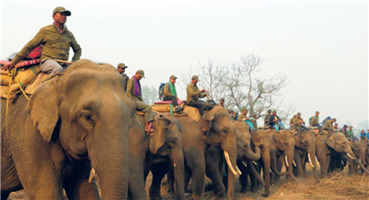 गैंडा गणनाका लागि खटिएको टोली माथि जंगली हात्तिको आक्रमण,  पाँच जना घाइते 
