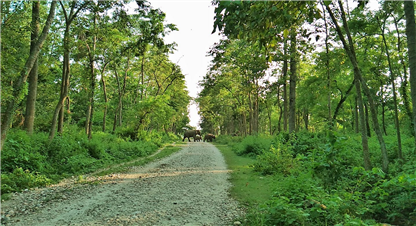 बर्दियामा जंगली हात्तिको आतङ्क (हेर्नुहोस भिडियो)