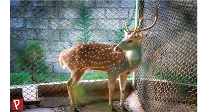 पोखराको रानीवनमा रतुवा मृग हेर्न पाइने