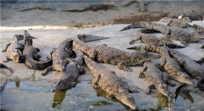 घडियाल संरक्षण गर्न फूटवल प्रतियोगिता 