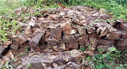 वन मन्त्रालयको ढिला सुस्तीले वन उपभोक्ता समूहले सकेनन् दाउरा वितरण गर्न 