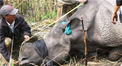 कसरी सकिन्छ बगेर भारत जाने गैंडालाई रोक्न ? 