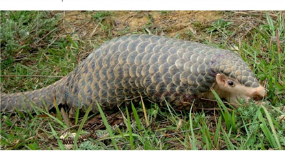 बजेट अभावमा सालक संरक्षण अभियान रोकियो