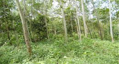 रौतहटमा तस्कर र सशस्त्र वन रक्षकबीच दोहोरो गोली हानाहान 