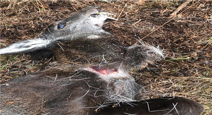 कस्तुरी मारेको आरोपमा पक्राउ परोका नौ मध्ये चार जना छुटे 