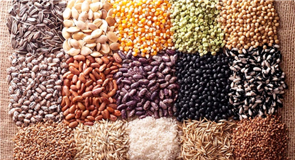 रैथाने जातका बीउ खोज्दै किसान 