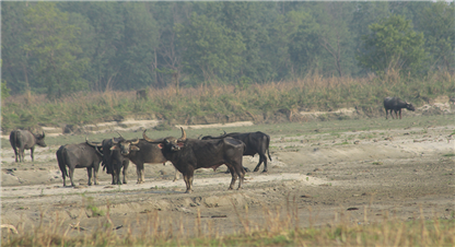 कोशी टप्पुमा अर्नाको संख्यामा वृद्धि