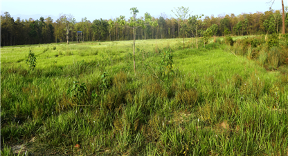 चितवन राष्ट्रिय निकुञ्जमा मिचाहा प्रजातिको प्रकोप, हराउँदै घाँसे मैदान 