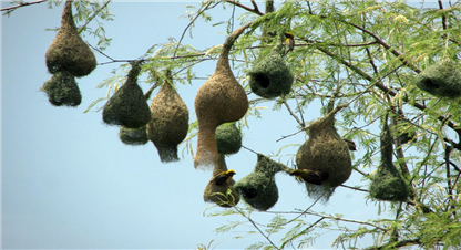 विश्वमै दुर्लभ मानिएको सुनौलो तोप चरा कञ्चनपुरमा 