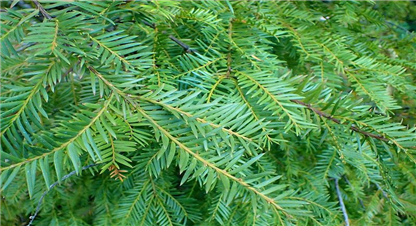 लौठसल्ला: क्यान्सर विरुद्धको औषधी