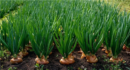 प्याज खेतीबारे महत्वपूर्ण जानकारी