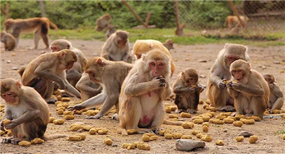 बाँदरबाट अन्नबाली जोगाउने नयाँ काइदा