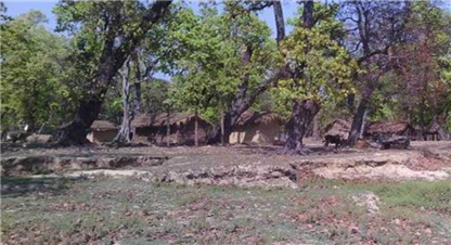 दाङमा अतिक्रमणको चपेटामा सामुदायिक वन