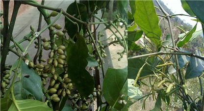 मकवानपुरमा भेटियो दुर्लभ ‘भोटेलहरा’,  के हो भोटेलहरा ?