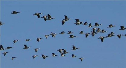 लुम्बिनी चराहरुको पनि स्वर्ग