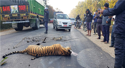 दुर्घटनाका कारण वन्यजन्तुको मृत्यु हुने क्रम बढ्यो