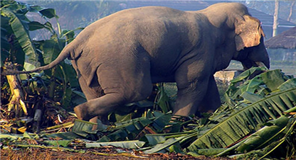 हात्तीको आक्रमणबाट एक जनाको मृत्यु