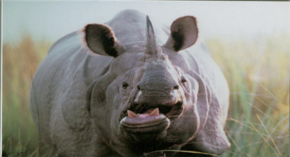 गैंडाको आक्रमणबाट एकको मृत्यु 