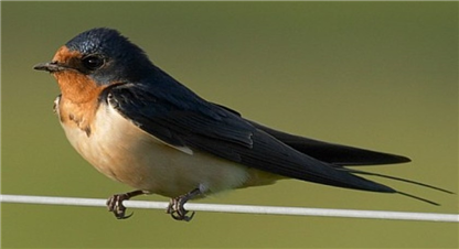 लोप भए घरचरी र वनचरी