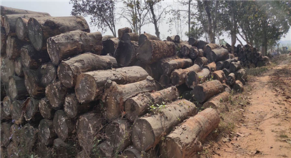 काठको प्रतिवन्धले काठजन्य लघु उद्यम बन्द हुने अवस्थामा : फेकोफन