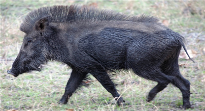 जङ्गली जनावरका कारण किसान हैरान