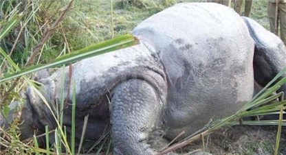 चितवनमा फेरी अर्को गैंडा मृत भेटियो, यसवर्ष मात्रै २४ गैंडाको मृत्यु 