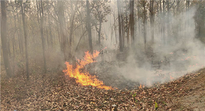 कञ्चनपुरका वन क्षेत्रमा आगलागीका घटनामा वृद्धि
