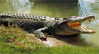 गोही बगेर भारतमा गएपछि संरक्षणमा अपनाइयो नयाँ उपाय 