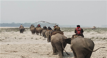 विश्व हात्ती दिवस : यसरी गर्दैछ हत्तिले वन र वयन्जन्तुको संरक्षण 