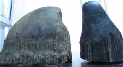 गैँडाको खाग तस्करी गर्ने पक्राउ