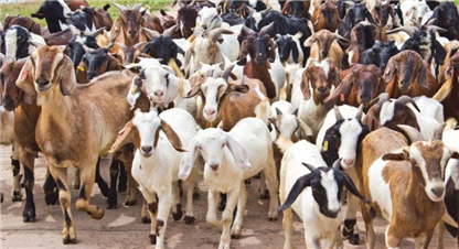 मोडल फार्म स्थापना गर्न १० लाख सम्म अनुदान दिंदैं सुदूरपश्चिम सरकार