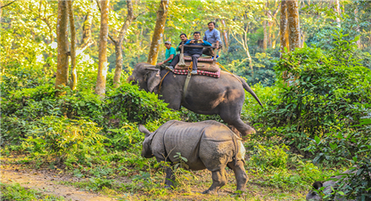 यस्तो छ, चितवनमा गैंडा मर्नुको कारण 