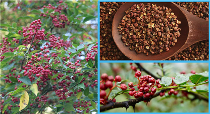 टिमुर के हो ? यस्ता हुन्छन् औषधीय गुण (प्रयोग गर्ने तरिकासहित)