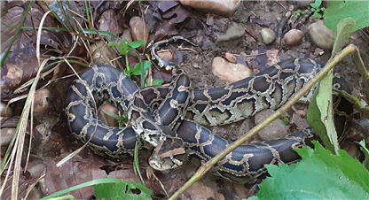 स्याङ्जामा भेटियो दुर्लभ अजिङ्गर