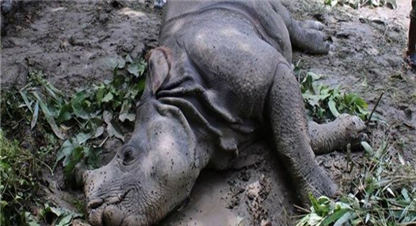चितवनमा एक गैंडा मृत भेटियो