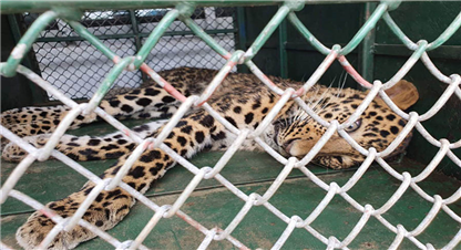 बस्ती छिर्दै चितुवा, नियन्त्रणका लागि उपकरण र जनशक्ति अभाव