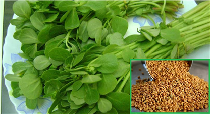 मेथीका फाइदा र प्रयोग गर्ने तरिका