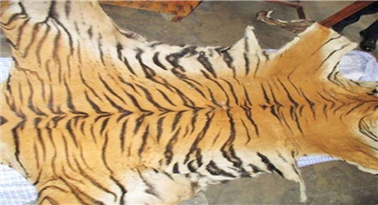 बाघको छालासहित पक्राउ