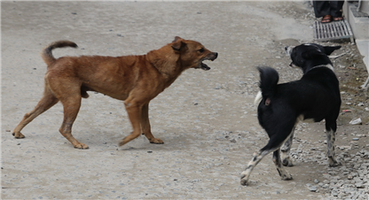 पशुपंक्षी र चराचुरुङ्गीलाई आहाराको व्यवस्था गर्दै महानगरपालिका