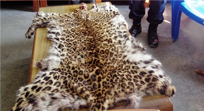 चितुवाको छालासहित तीन पक्राउ