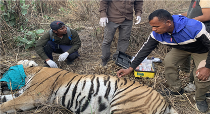 बर्दियामा मानिसलाई आक्रमण गर्ने बाघलाई नियन्त्रणमा लिइयो 